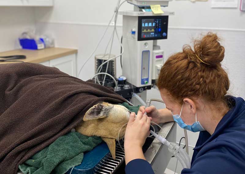 Carousel Slide 3: Pet dental care