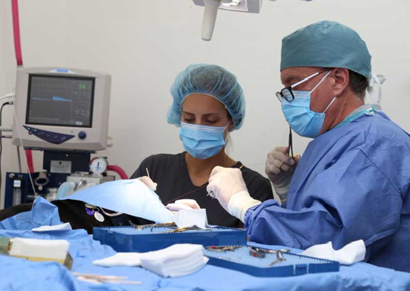 Carousel Slide 4: A variety of veterinary surgeries