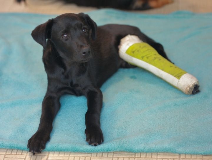 Orthopaedic Pet Surgery