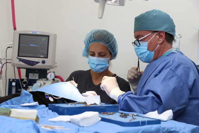 Spay and neuter surgery