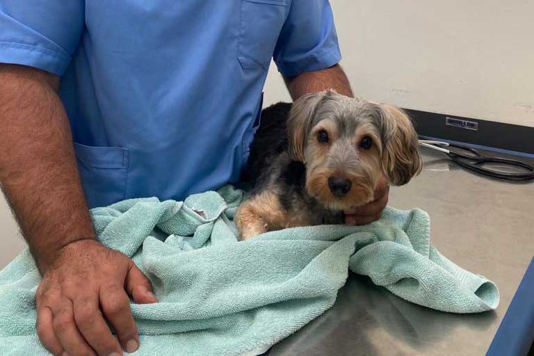 Dog on an exam table