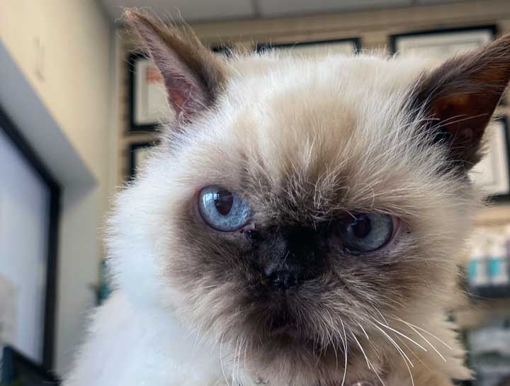 Preventive Care for Cats