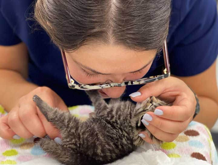 Puppy & Kitten Care